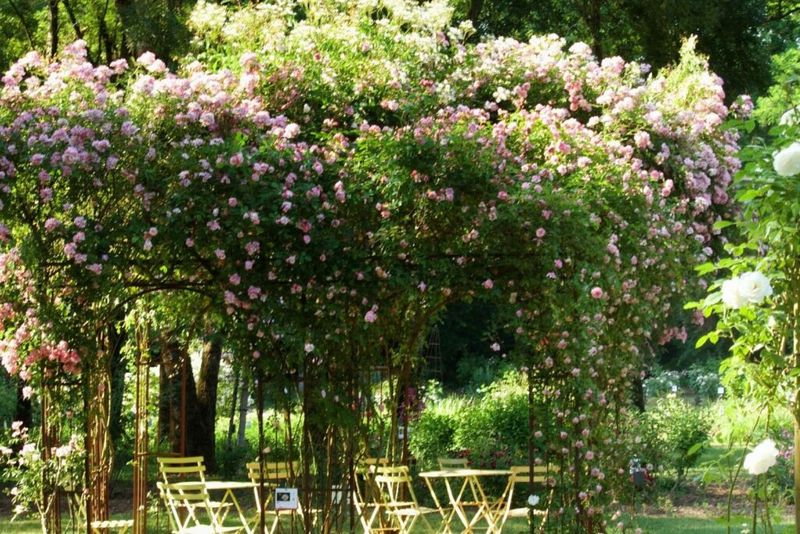 8 Garden Spaces That Quietly Shine Across Oregon - Decor Hint Rose-Draped Wooden Pergolas