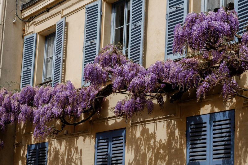 Decorative Window Shutters