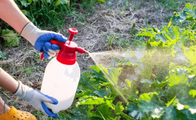 Chemical Pesticides And Fertilizers
