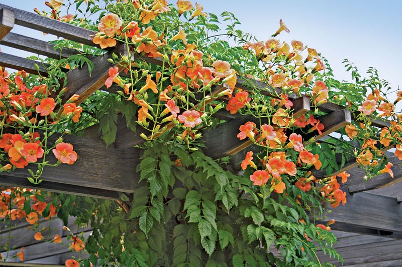 12 Stunning Outdoor Spaces Turning Heads Across Florida Neighborhoods - Decor Hint Decorative Pergolas With Climbing Tropical Vines