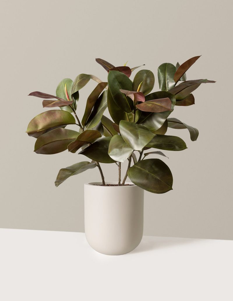 10 Items In Your Home That Are Worth Less Than You Would Think And 9 That Are Practically Worthless - Decor Hint Artificial plants showing signs of age