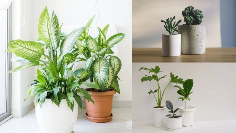 Toss: Fake Plants Collecting Dust
