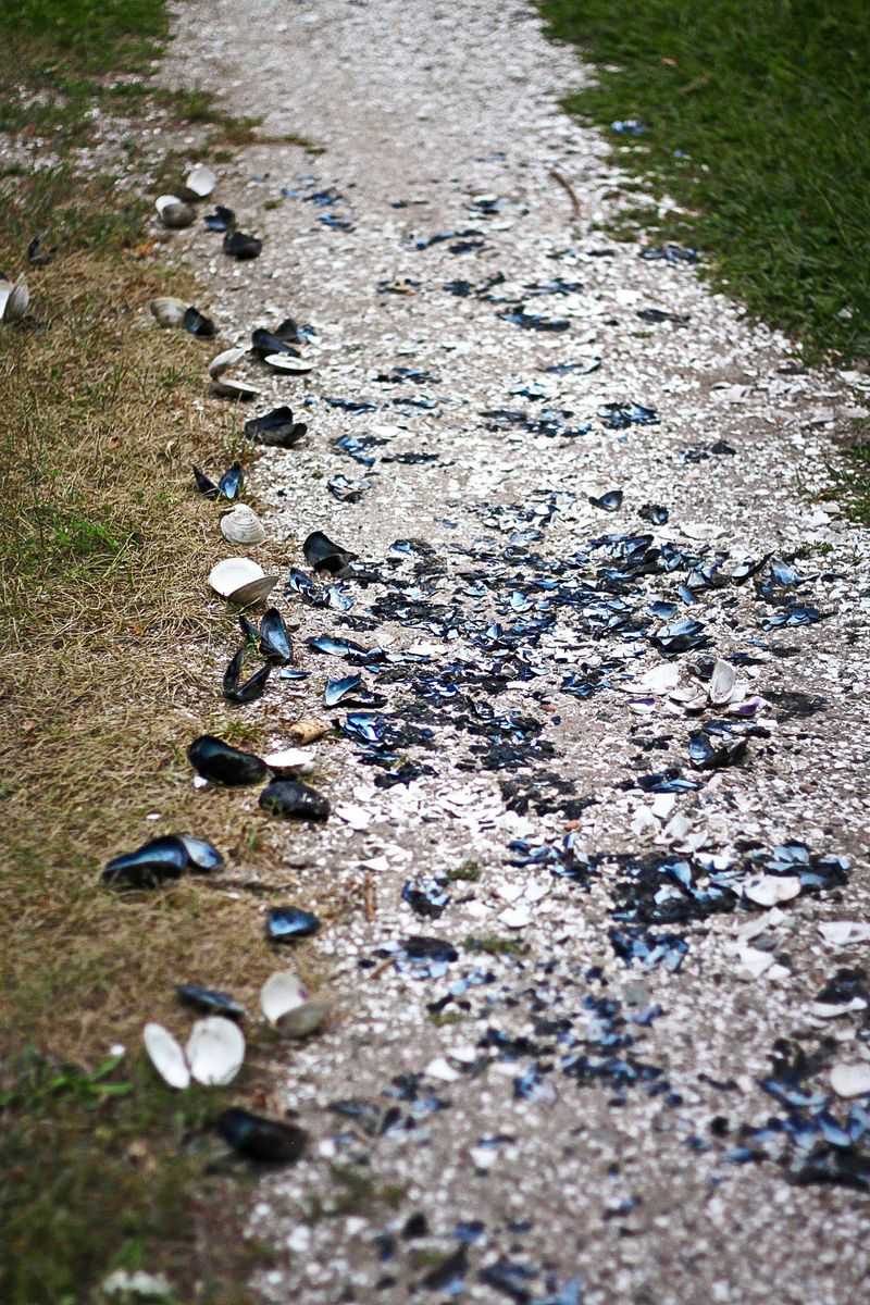 21 Innovative Walkway Designs That Will Spice Up Your Backyard - Decor Hint Shell or Sand Walkway