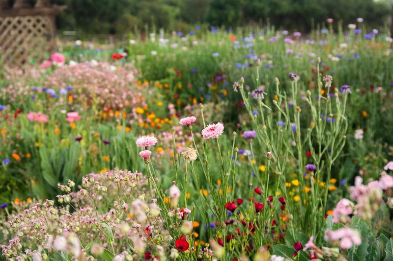 Create A Meadow Garden