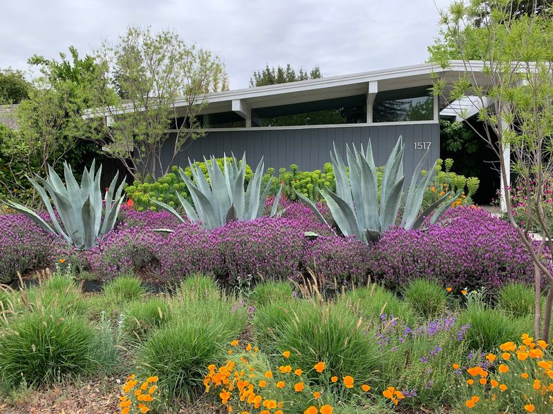 Water-Hungry Lawns