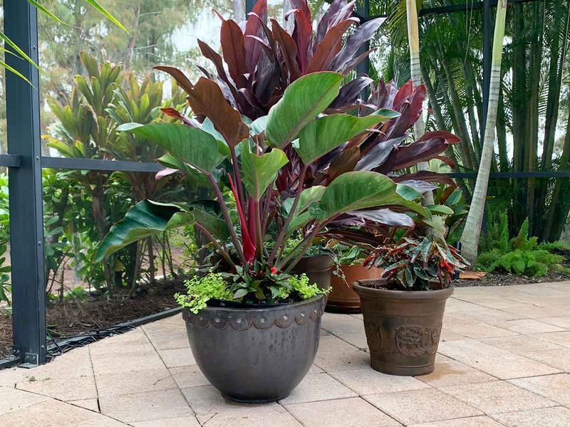 Refreshing Lanai Spaces with Tropical Plants