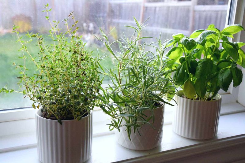 Windowsill Herb Garden