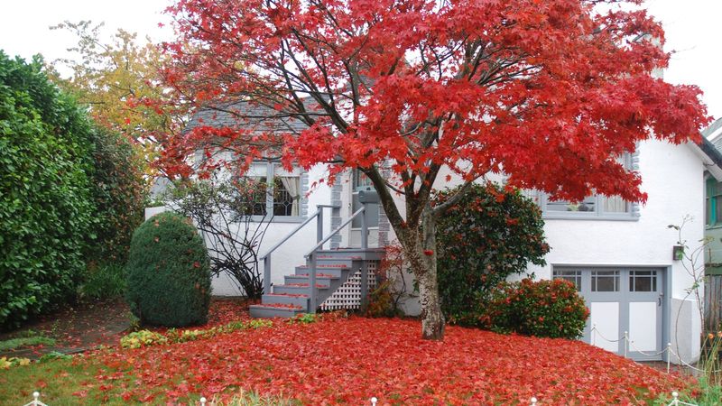 13 Landscaping Ideas To Boost Your Curb Appeal And Make A Lasting Impression - Decor Hint Plant A Tree Or Two