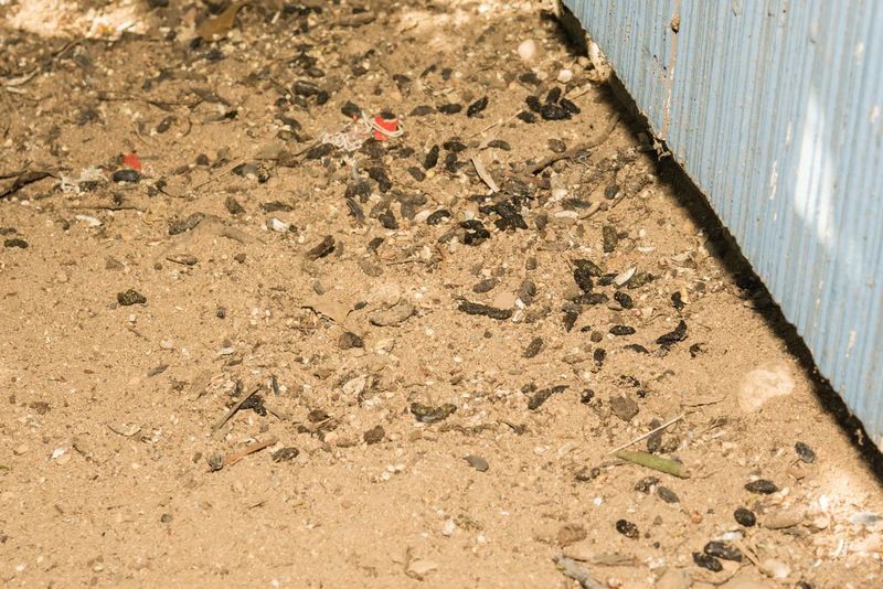 Pest Evidence