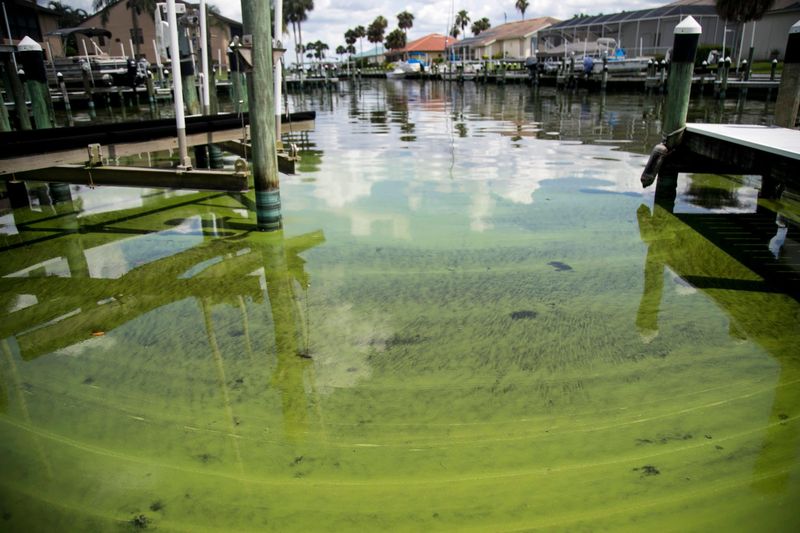 11 Types Of Homes Expected To Plummet In Value By The End Of 2025 In Florida - Decor Hint Homes Near Algae-Plagued Waterways