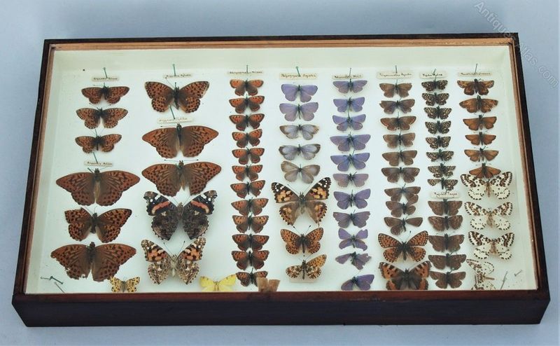 24 Antiques Designers Never Pass Up - Decor Hint Taxidermy And Specimens