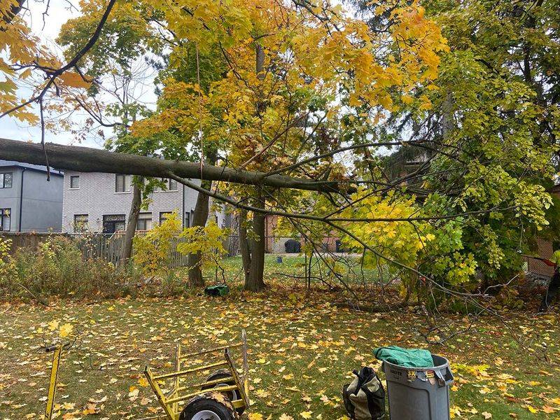 21 Landscaping Features That Are Really Annoying Your Neighbors, Real Estate Pros Say - Decor Hint Neglected Tree Maintenance