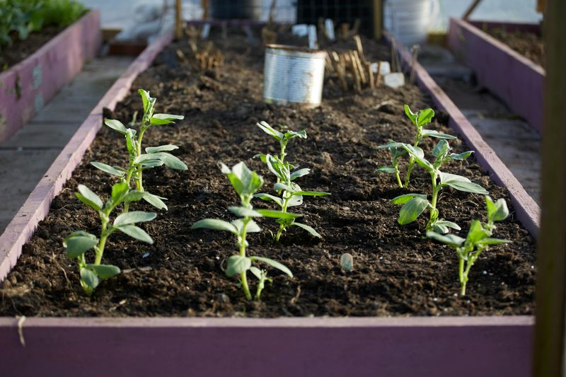Creating Raised Garden Beds