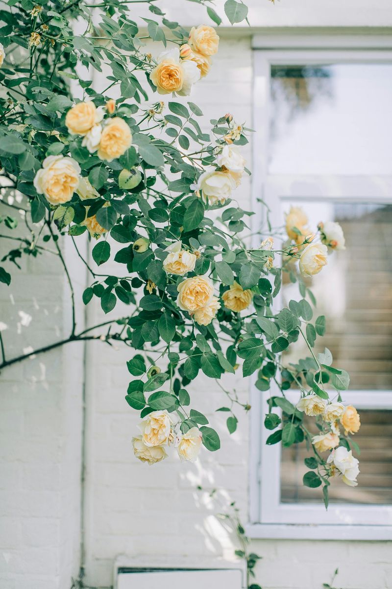 Practical Ways You Can Add English Garden Style To Your Outdoor Space - Decor Hint Plant Fragrant Roses And Climbing Vines