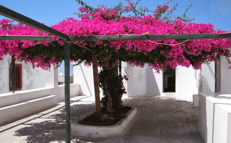 Pergolas Draped In Bougainvillea