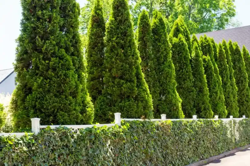 5 Things That May Affect Your Backyard's Appeal - Decor Hint Lack of Privacy Elements