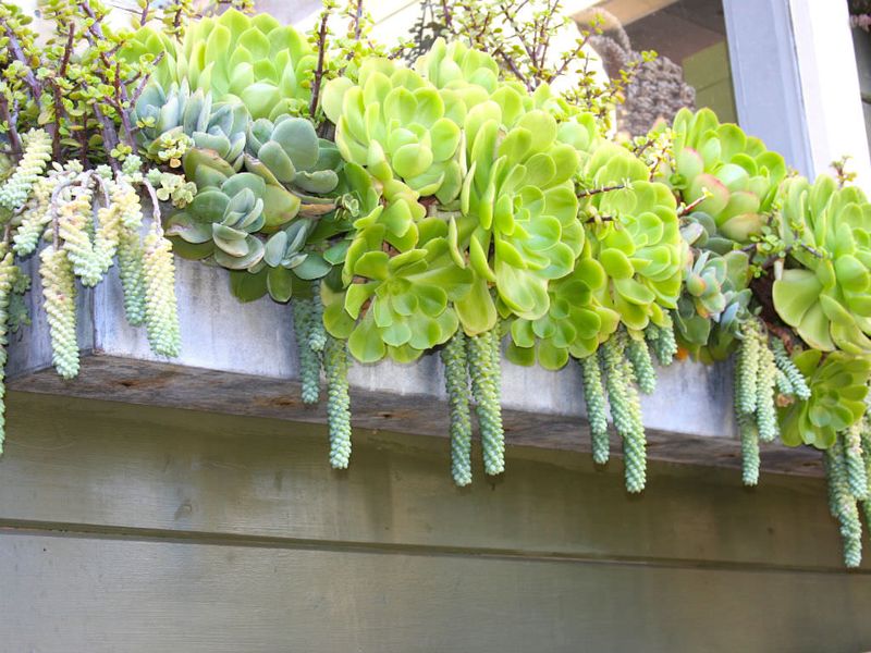 25 Awesome Succulent Porch Garden Ideas To Boost Curb Appeal - Decor Hint Succulent Window Box Arrangements