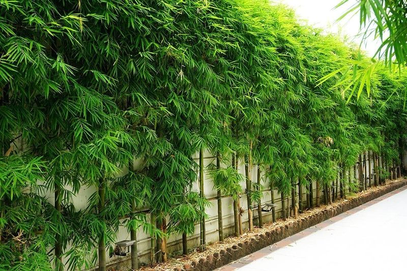 11 Backyards In Hawaii That Always Feel Like A Personal Escape - Decor Hint Tropical Privacy Screens Made From Bamboo or Palm Leaves