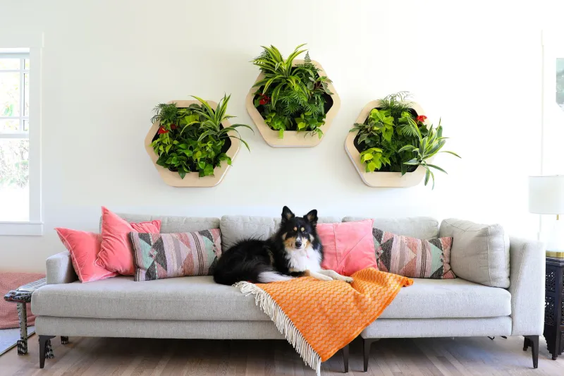 Biophilic Design Elements