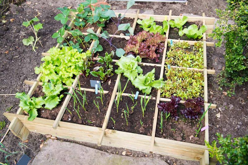 Edible Garden Patches