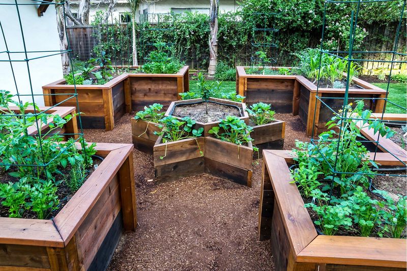 Raised Beds For Rotating Seasonal Crops