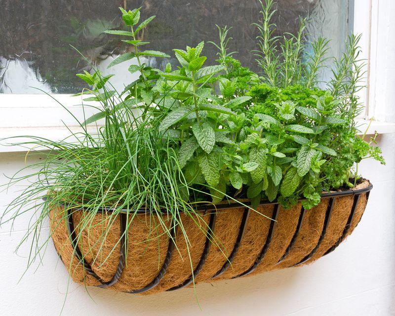 9 West Virginia DIY Projects That Are Practically A State Hobby - Decor Hint Appalachian Herb Gardens