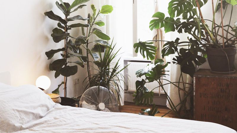 Indoor Plants