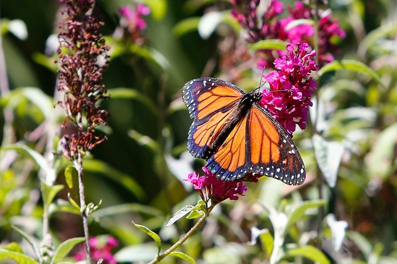 Butterfly Sanctuary Garden
