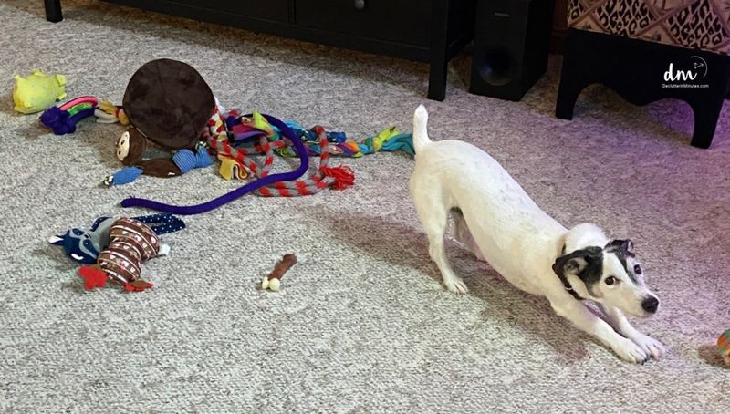 GIANT NO #3: Pet Supply Stockpiles