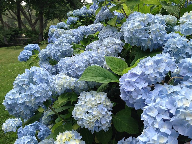 Blue Hydrangea Borders