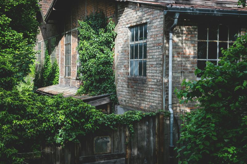 Overgrown Landscaping