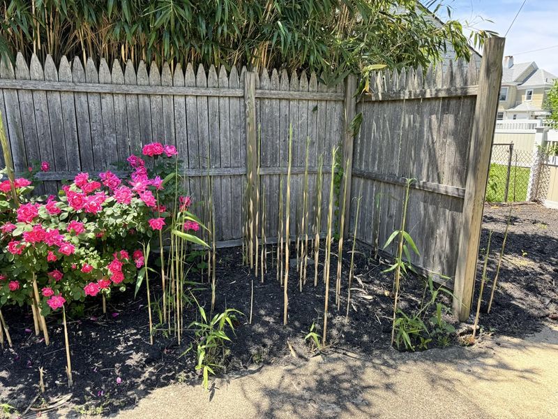Spreading Bamboo Plantings