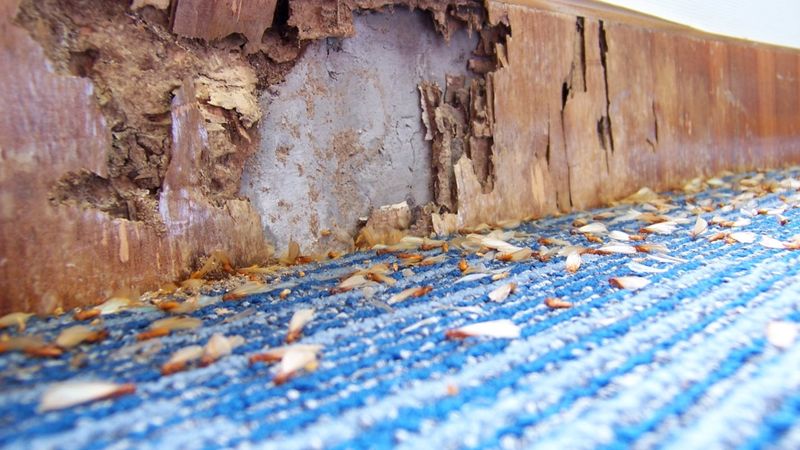 15 Red Flags About Your House That Repel House Buyers - Decor Hint Obvious Pest Problems