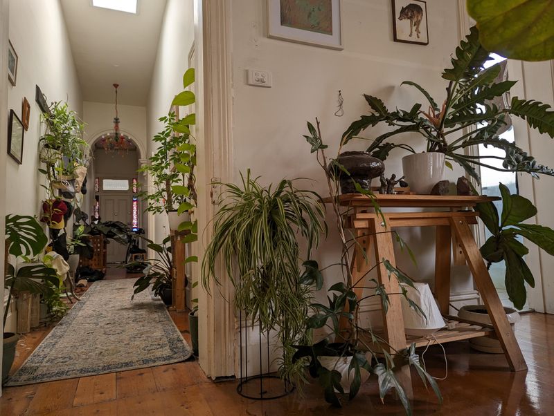 Excessive Plant Collections