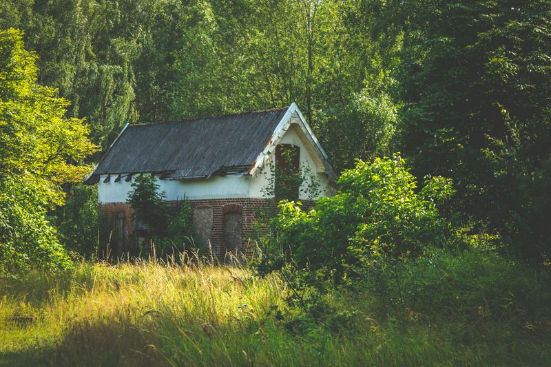 Overgrown Bushes