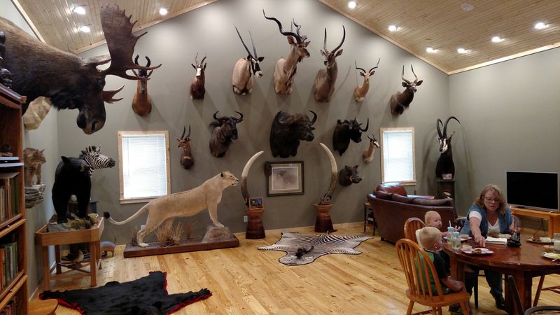Hunting Trophy Showcases
