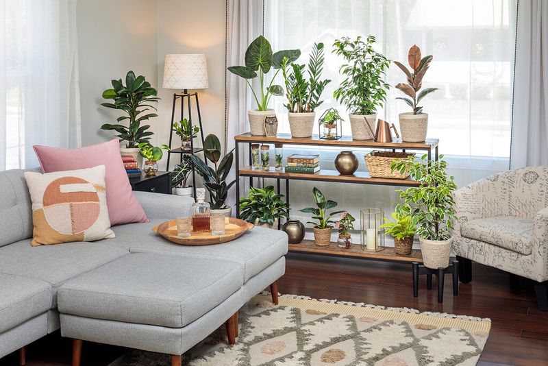 Live Plants For Better Air And Mood