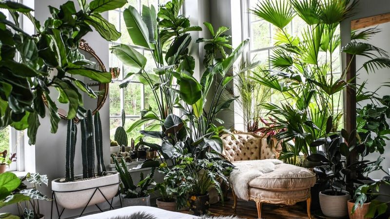 Add Indoor Plants for Color