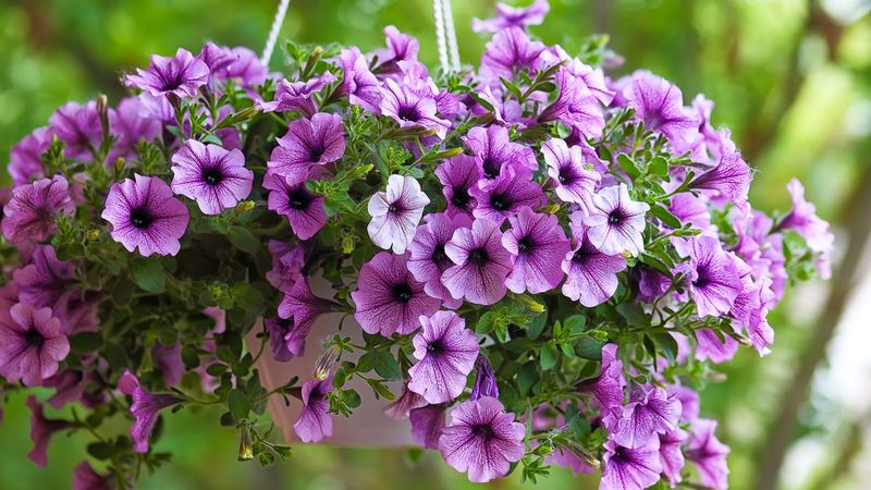 Hanging Basket Wonderland