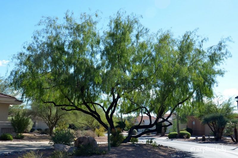 15 Terrace Designs From New Mexico That Keep Things Cool - Decor Hint Native Shade Trees