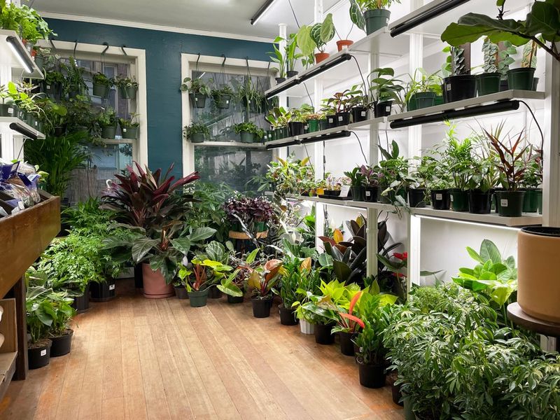 17 Under-the-Radar Decor Shops For Stylish Finds On A Budget - Decor Hint Hammer + Vine: Plant Paradise with Affordable Containers