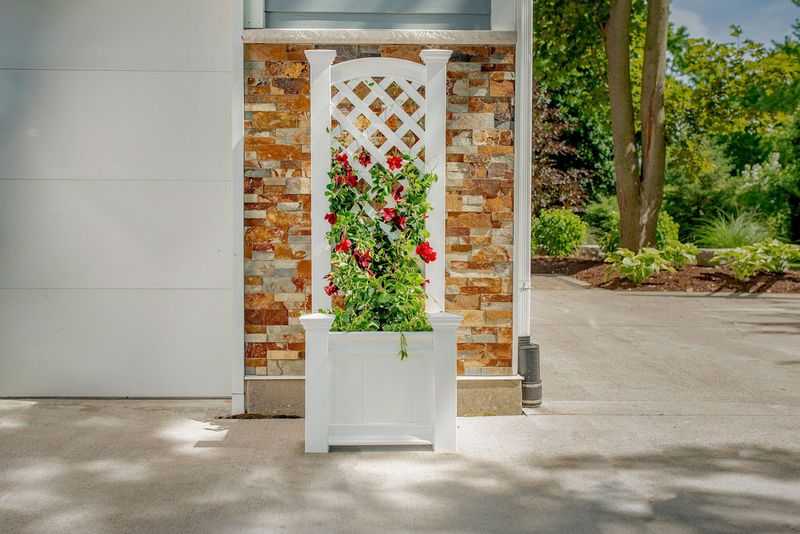 Trellises That Climb Into Dreamland
