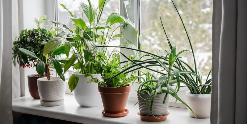 Indoor Houseplants In Ceramic Pots