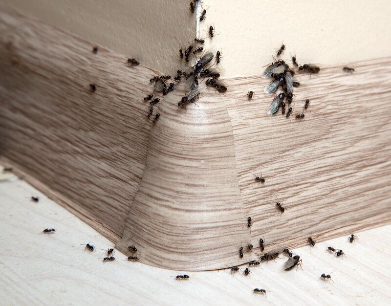 9 Kitchen Icks That Instantly Turn Off Homebuyers And 9 That Immediately Win Them Over - Decor Hint Pest Evidence
