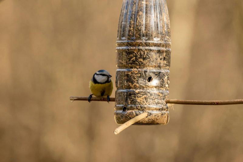 9 Creative DIY Home Decor Ideas Using Recycled Items - Decor Hint Bring Nature Closer: DIY Plastic Bottle Bird Feeder