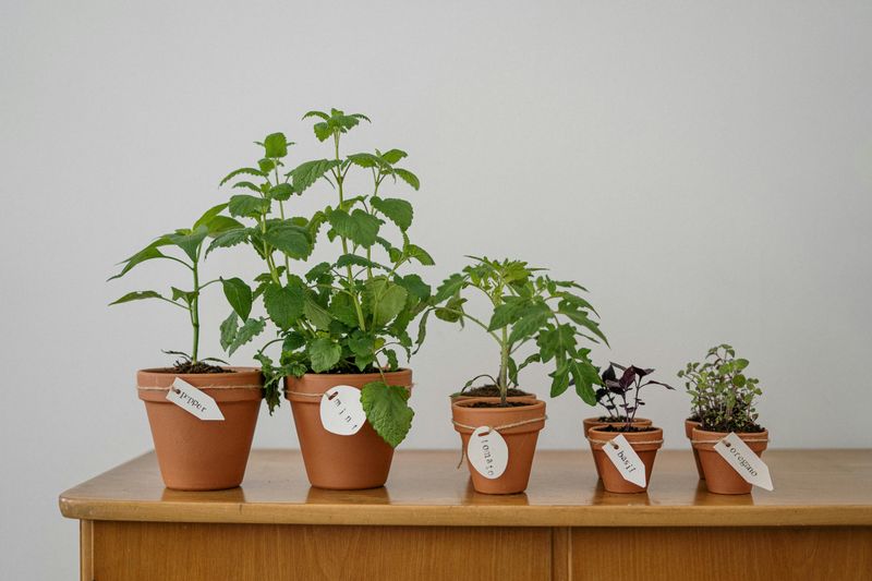 Fresh Herbs In Terracotta Pots