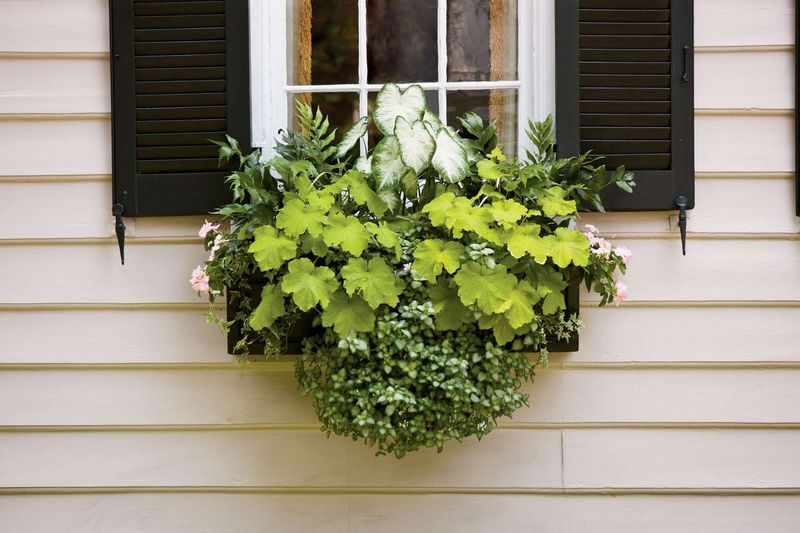 13 Southern-Ready Exterior Design Ideas Taking Over Mississippi Homes - Decor Hint Window Boxes Bursting With Native Plants