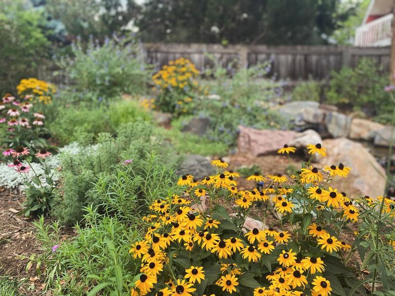Wildflower Meadow Borders