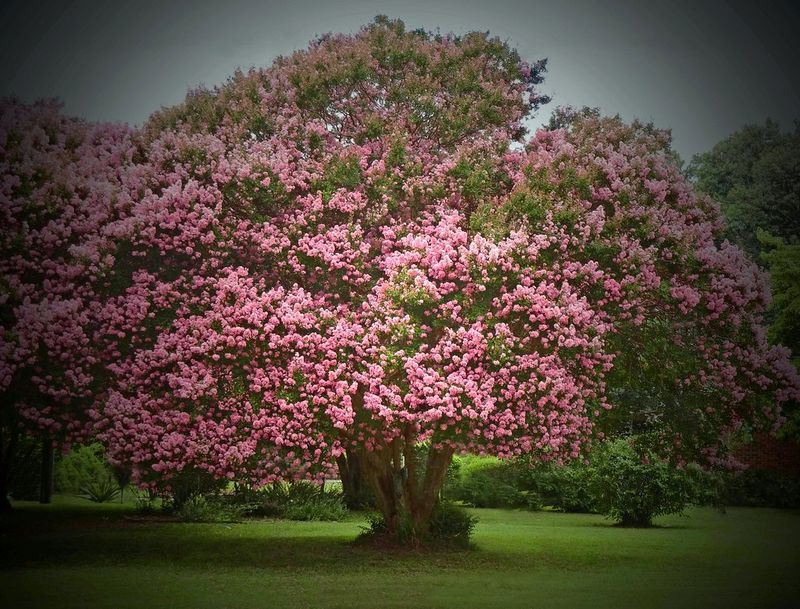 9 Front Yard Looks That Speak To North Carolina's Historic Roots - Decor Hint Magnolia Trees and Crepe Myrtles