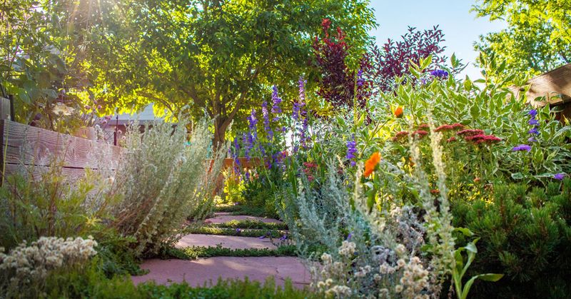 Xeriscaping With Native Colorado Plants